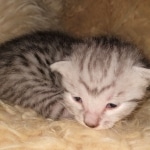 Sky, Mau, Silver male, DOB 4-23-20