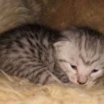 Sky, Mau, Silver male, DOB 4-23-20