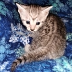 Sky, Mau, Silver male, DOB 4-23-20