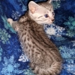 Sky, Mau, Silver male, DOB 4-23-20