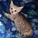 Sky, Mau, Silver male, DOB 4-23-20