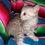 Sky, Mau, Silver male, DOB 4-23-20