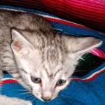 Sky, Mau, Silver male, DOB 4-23-20