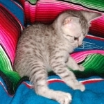 Sky, Mau, Silver male, DOB 4-23-20