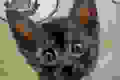 Aloka Mau Smoke Female #1 DOB 6-12-22