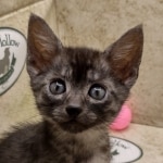 Aloka Mau smoke female DOB 6-12-22