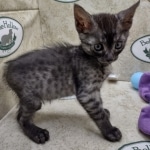 Aloka Mau smoke female DOB 6-12-22