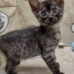 Aloka Mau smoke female DOB 6-12-22