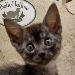 Aloka Mau smoke female DOB 6-12-22