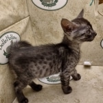 Aloka Mau smoke female DOB 6-12-22