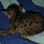 Aloka Mau smoke female DOB 6-12-22