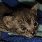 Mau smoke female DOB 6-12-22