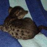 Mau smoke female DOB 6-12-22