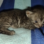 Mau smoke female DOB 6-12-22