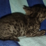 Mau smoke female DOB 6-12-22