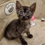 Aloka Mau smoke female DOB 6-12-22