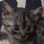 Aloka Mau smoke female DOB 6-12-22