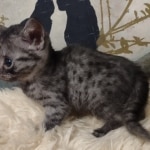 Aloka Mau smoke female DOB 6-12-22