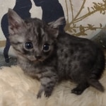 Aloka Mau smoke female DOB 6-12-22