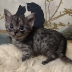 Aloka Mau smoke female DOB 6-12-22