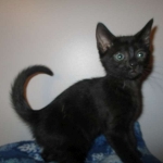 Mau, Smoke Female #2 DOB 2-2-18