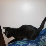 Mau, Smoke Female #2 DOB 2-2-18