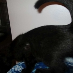 Mau, Smoke Female #2 DOB 2-2-18