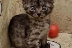 Pixie Mau Smoke Female #2 DOB 6-12-22