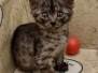 Pixie Mau Smoke Female #2 DOB 6-12-22