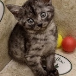 Mau smoke female DOB 6-12-22