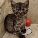 Mau smoke female DOB 6-12-22