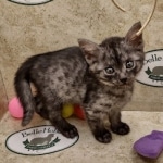 Mau smoke female DOB 6-12-22