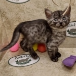 Mau smoke female DOB 6-12-22