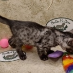 Mau smoke female DOB 6-12-22