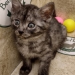 Mau smoke female DOB 6-12-22