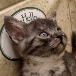 Mau smoke female DOB 6-12-22