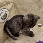 Mau smoke female DOB 6-12-22