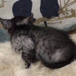 Mau smoke female DOB 6-12-22