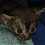 Mau smoke female DOB 6-12-22