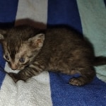 Mau smoke female DOB 6-12-22