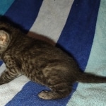 Mau smoke female DOB 6-12-22