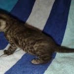 Mau smoke female DOB 6-12-22