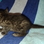 Mau smoke female DOB 6-12-22