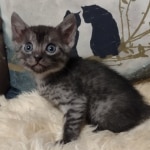 Mau smoke female DOB 6-12-22