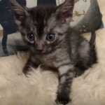 Mau smoke female DOB 6-12-22