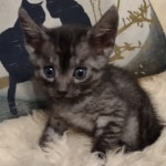 Mau smoke female DOB 6-12-22