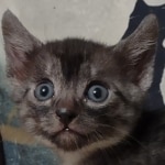 Mau smoke female DOB 6-12-22