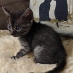 Mau smoke female DOB 6-12-22