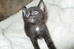 Cleopatra Mau Smoke female #1 DOB 2-2-18