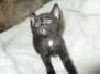 Cleopatra Mau Smoke female #1 DOB 2-2-18